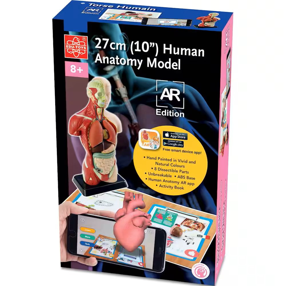27 cm (10") Human Anatomy Model