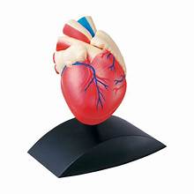 Heart Model