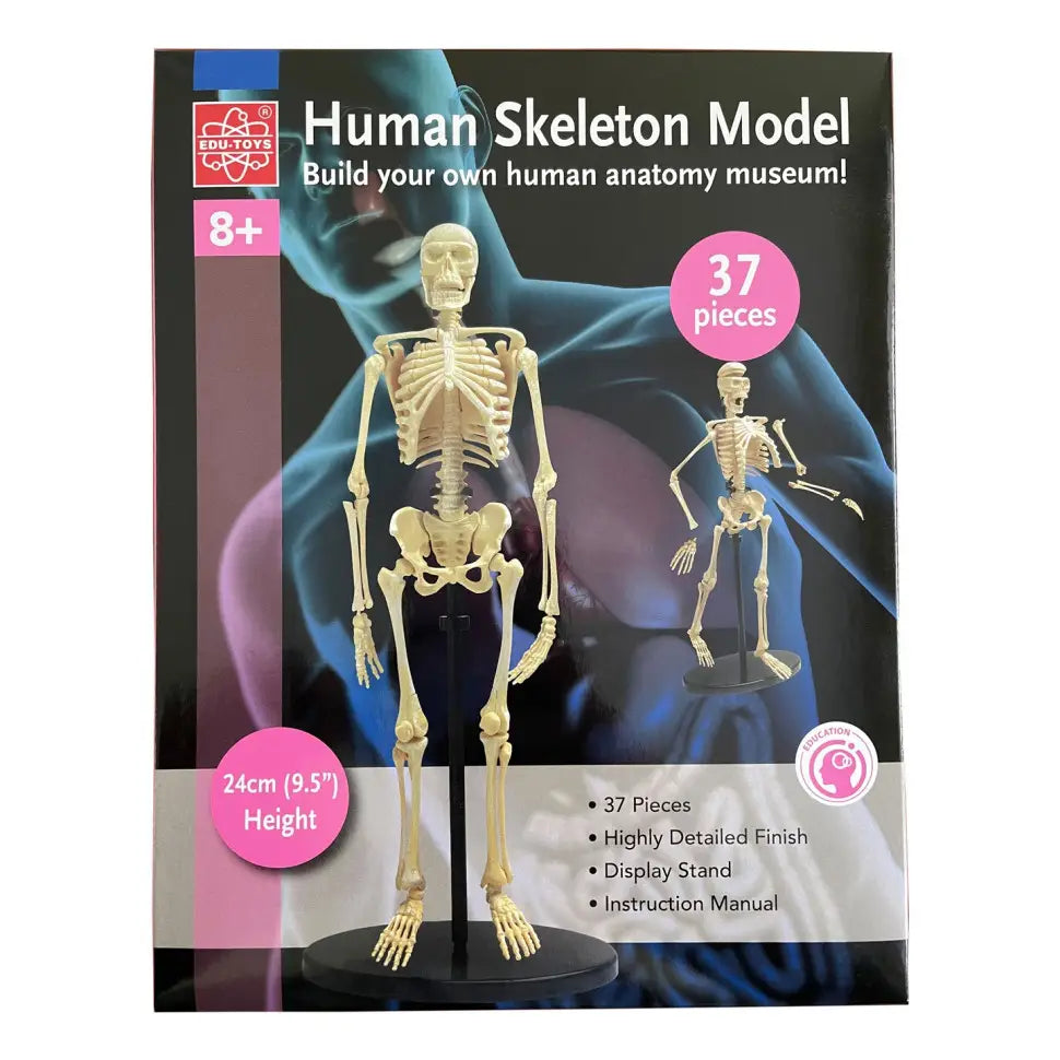 Human Skeleton  Model