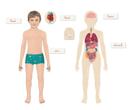 Clementoni montessori human body - french